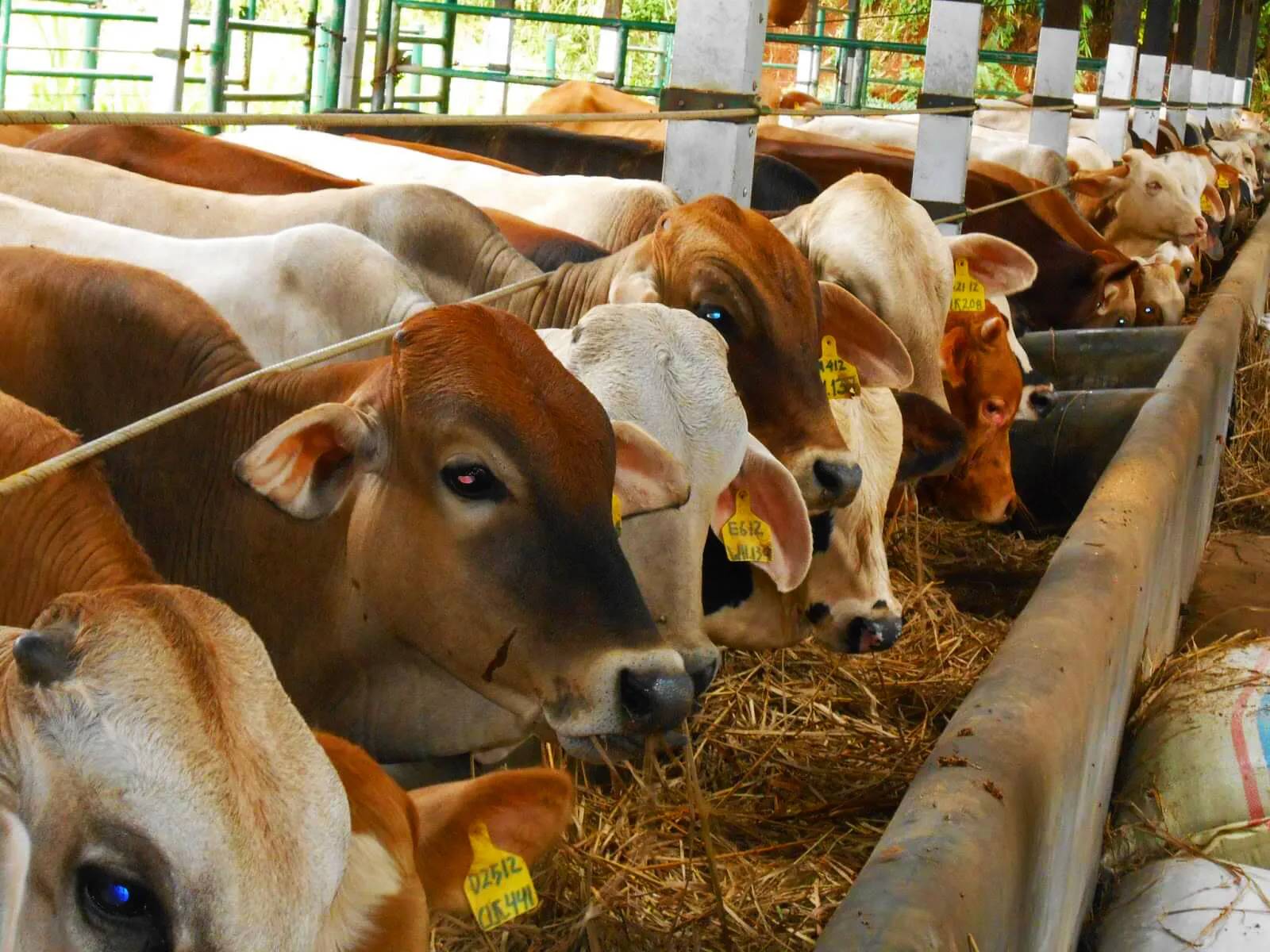 Ilustrasi Ternak Sapi