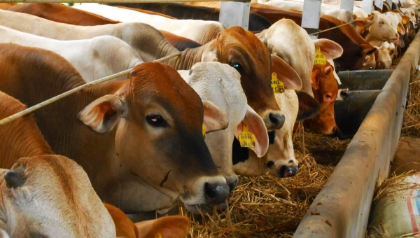 Jejak Sejarah Sapi Potong: Dari Zebu India Hingga Sapi Lokal Unggul